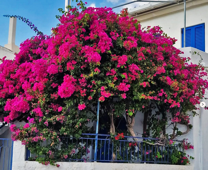 es blüht auf dem Balkon