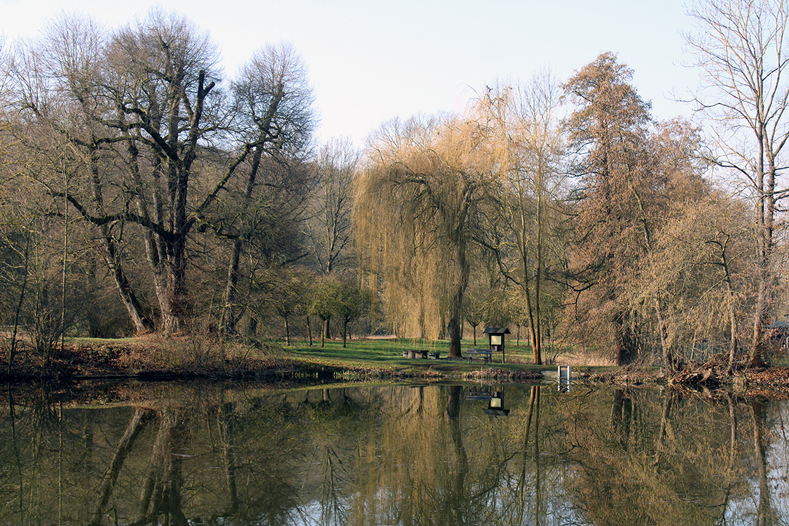 Die Bäume am Teich