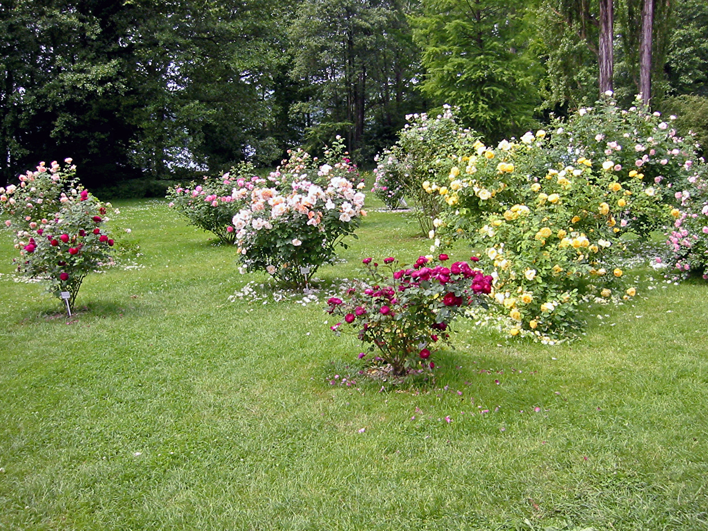 Mainau
