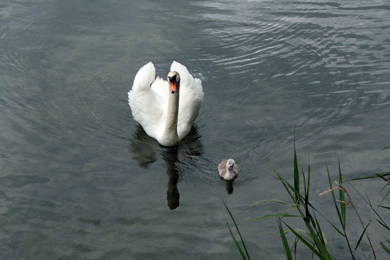 Mainau