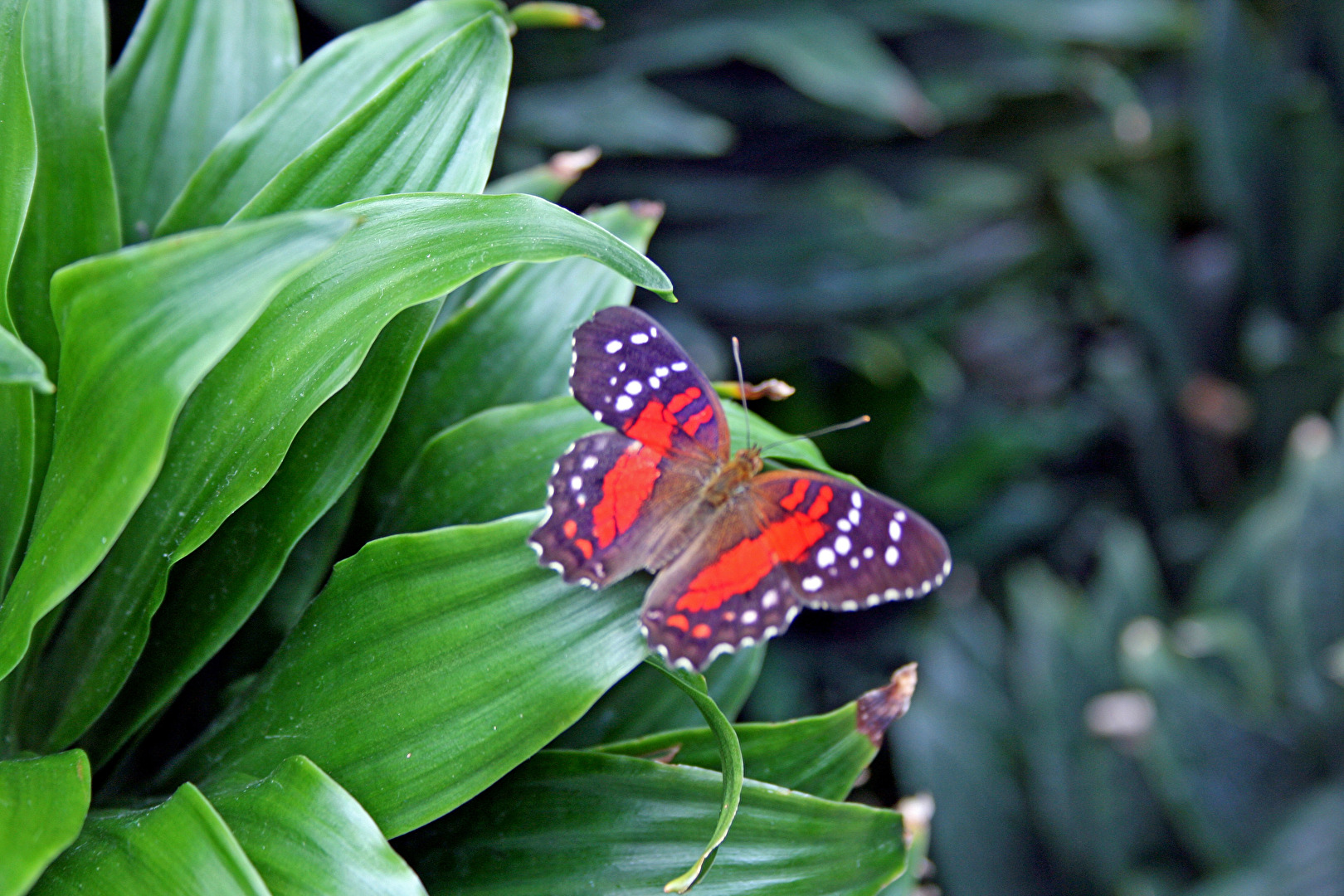 Mainau