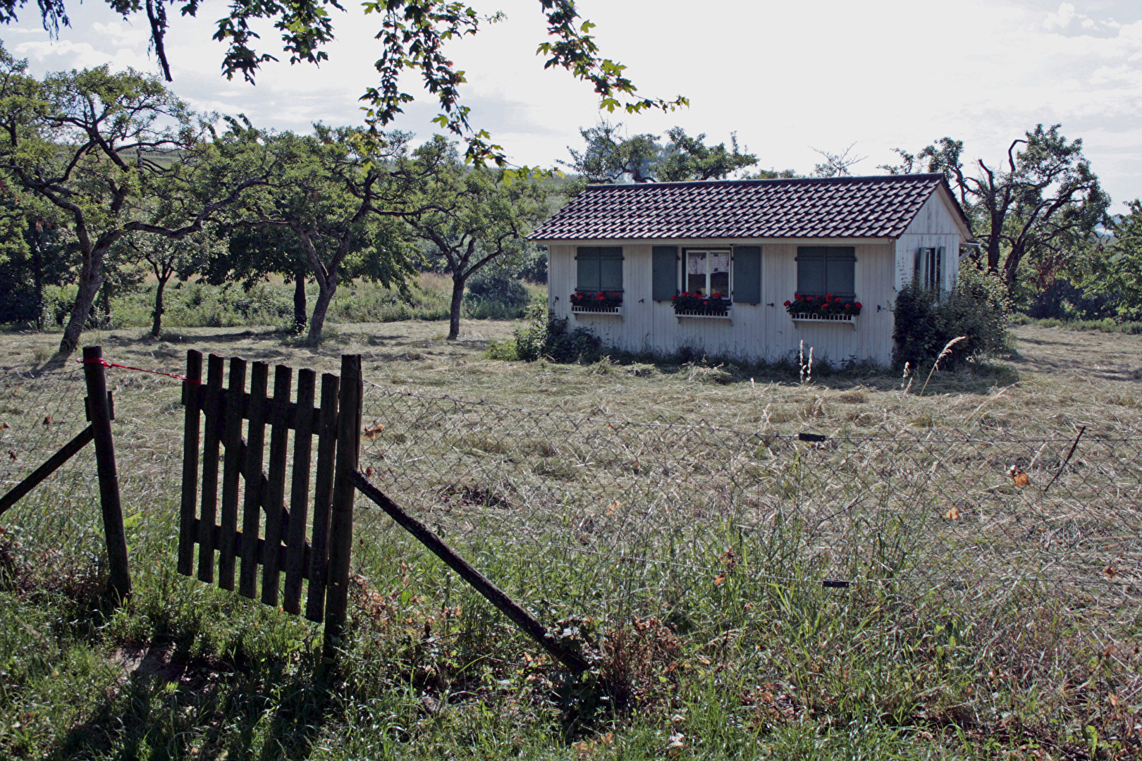 Birnau