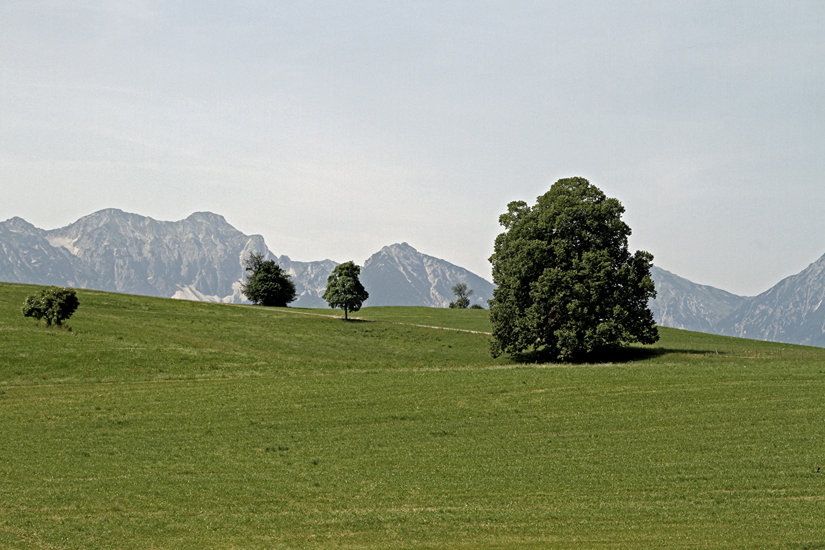 Forggensee