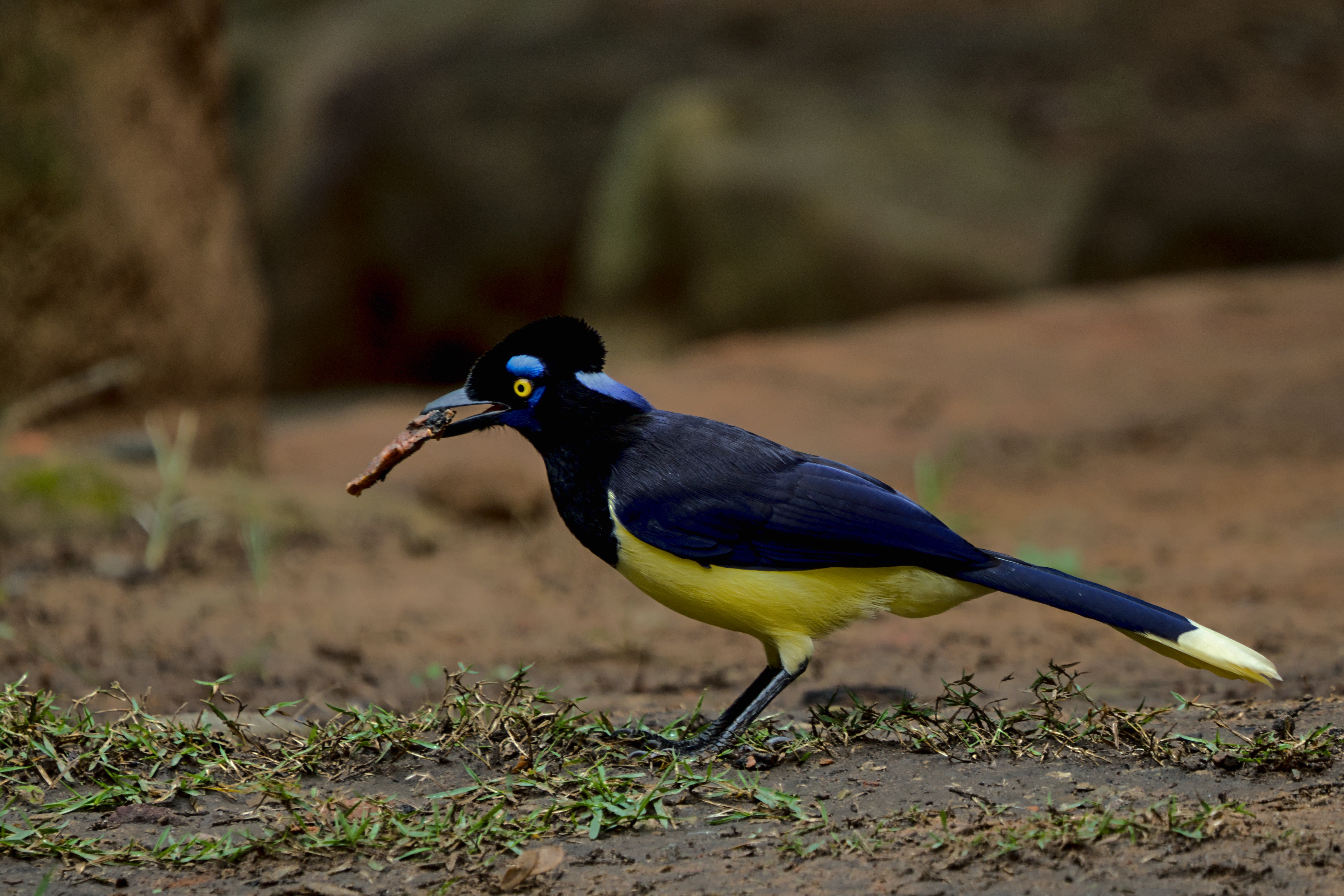 Cyanocorax chrysops