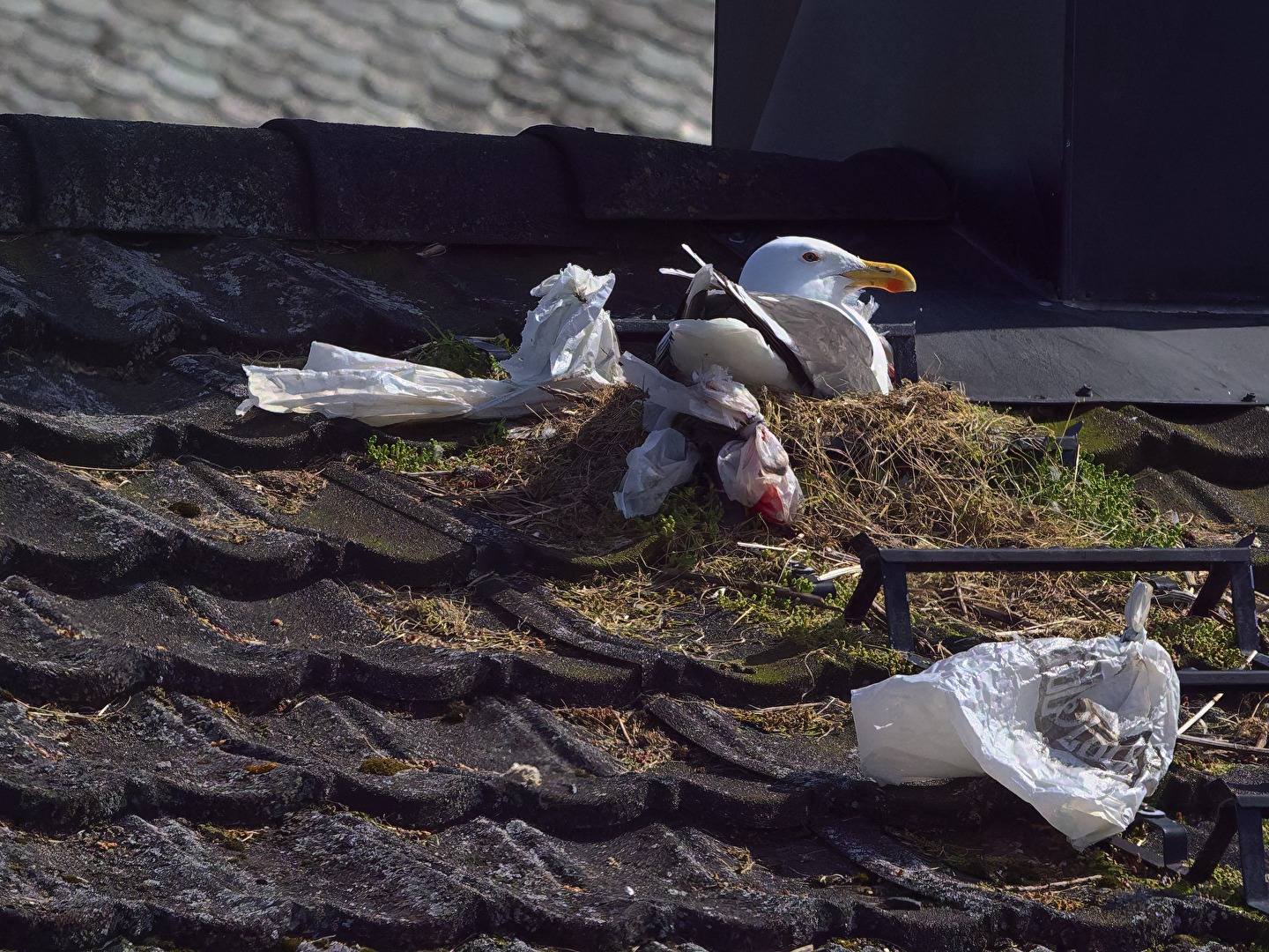 my home is may......garbage dump