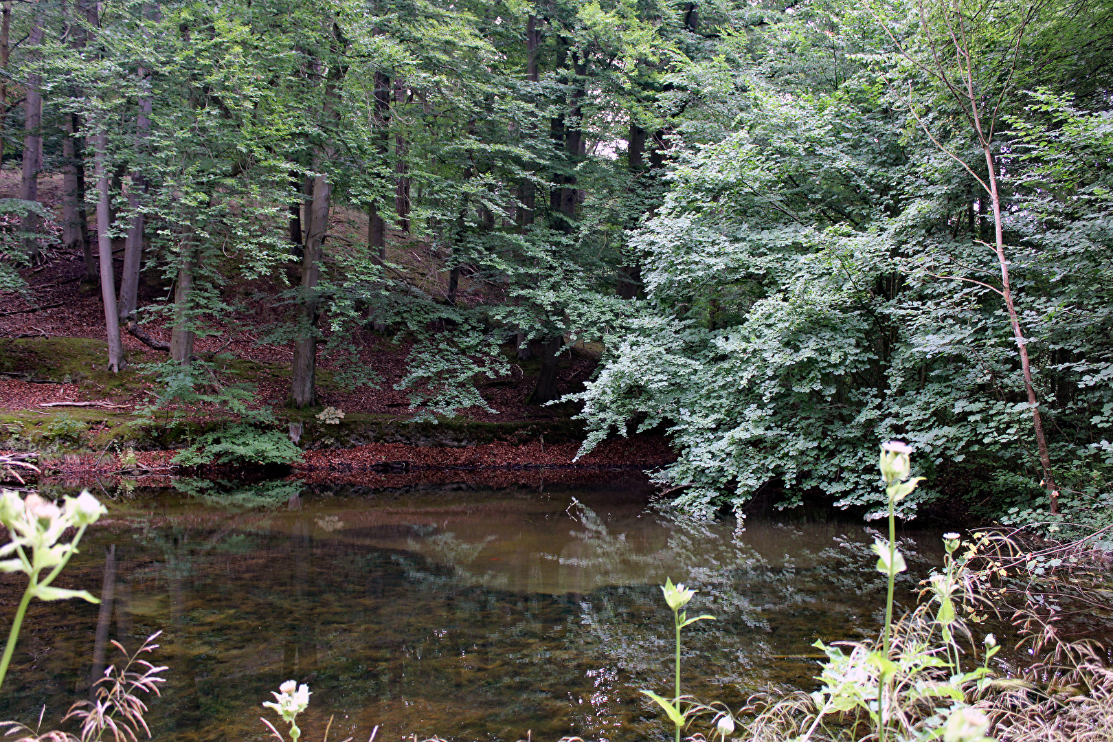 Waldbestattung