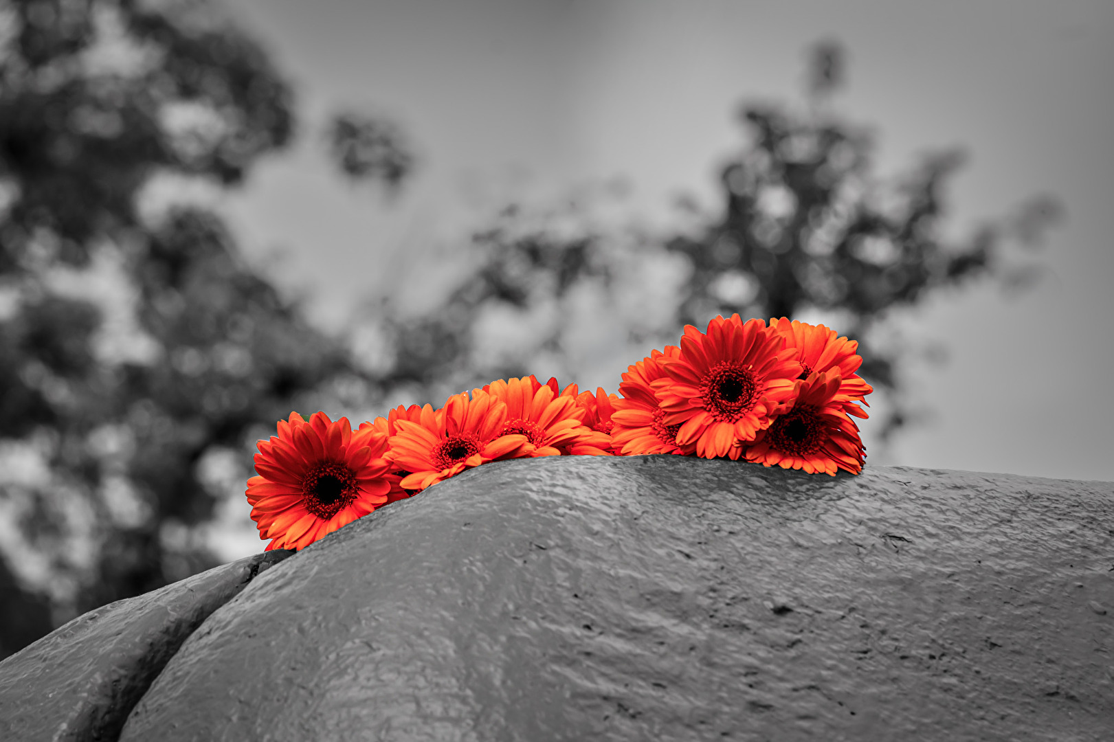 Blumen auf Stahl