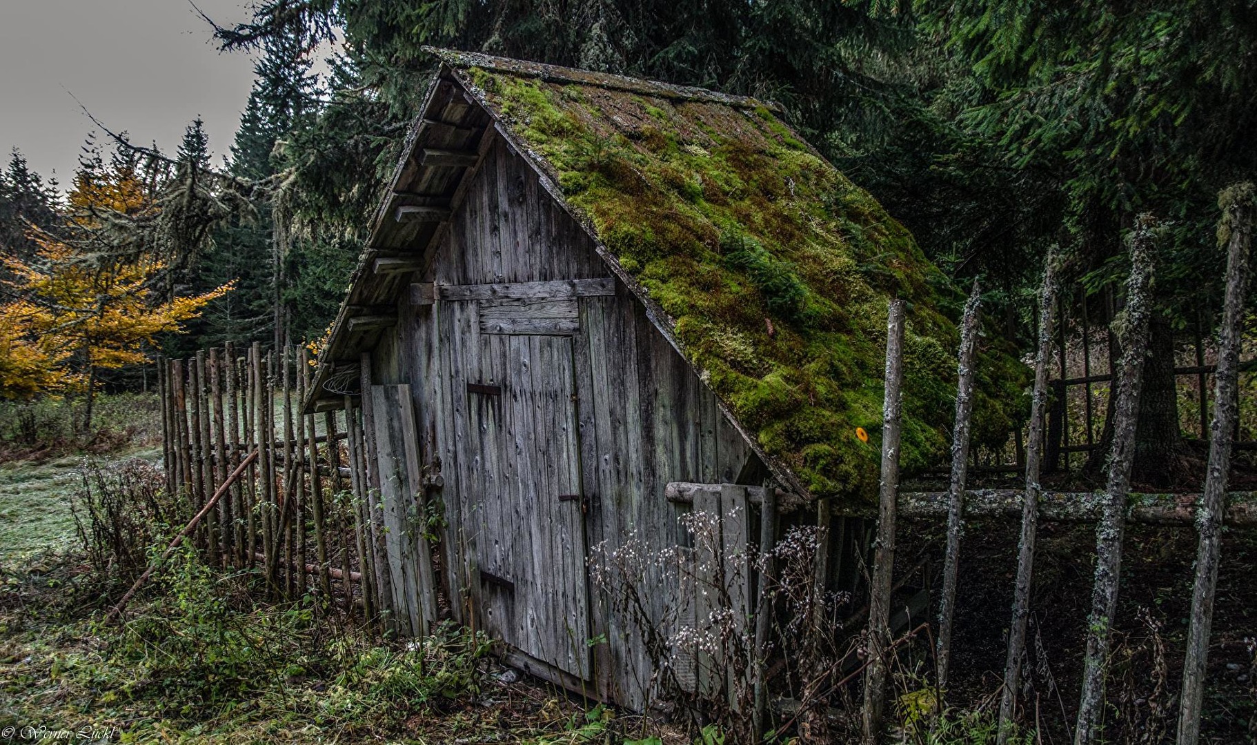 Dachdecker Natur