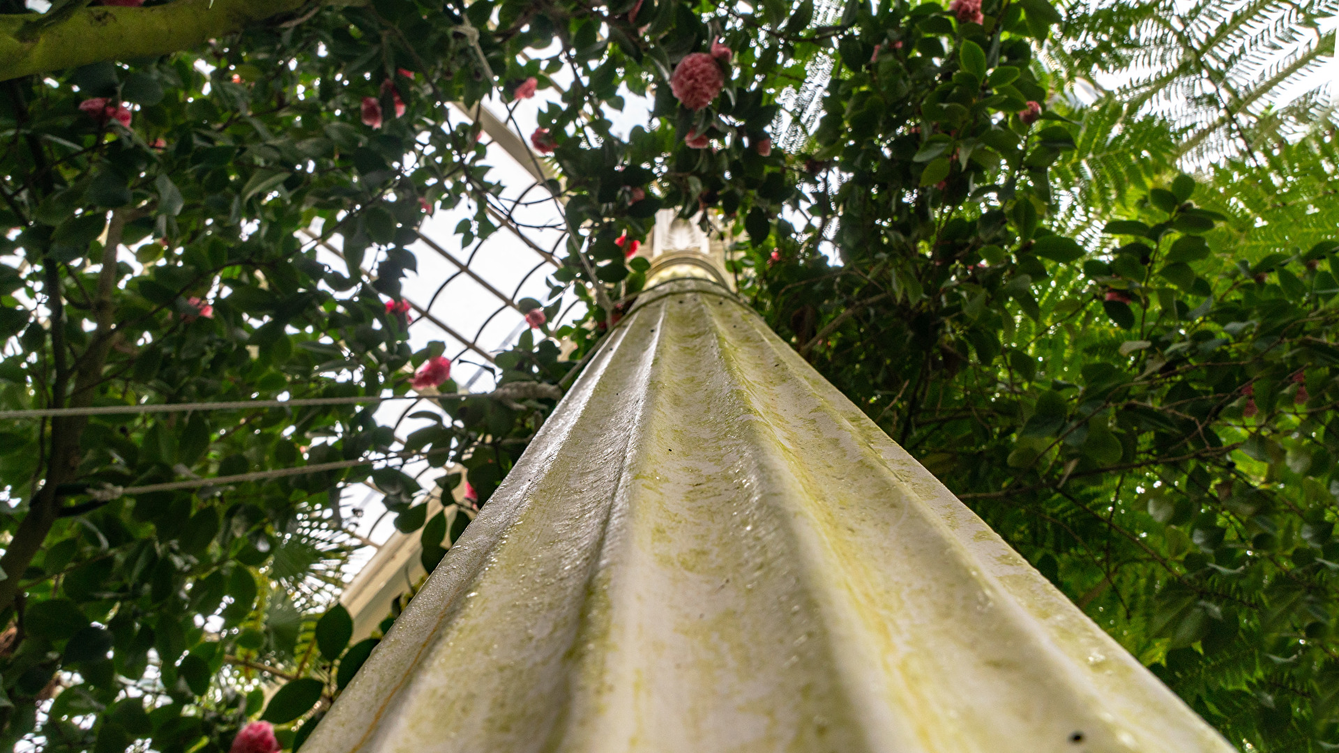 Palmenhaus