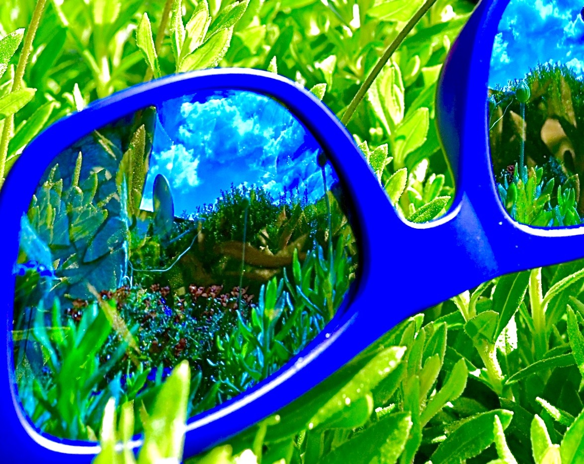 Sommer im Blick
