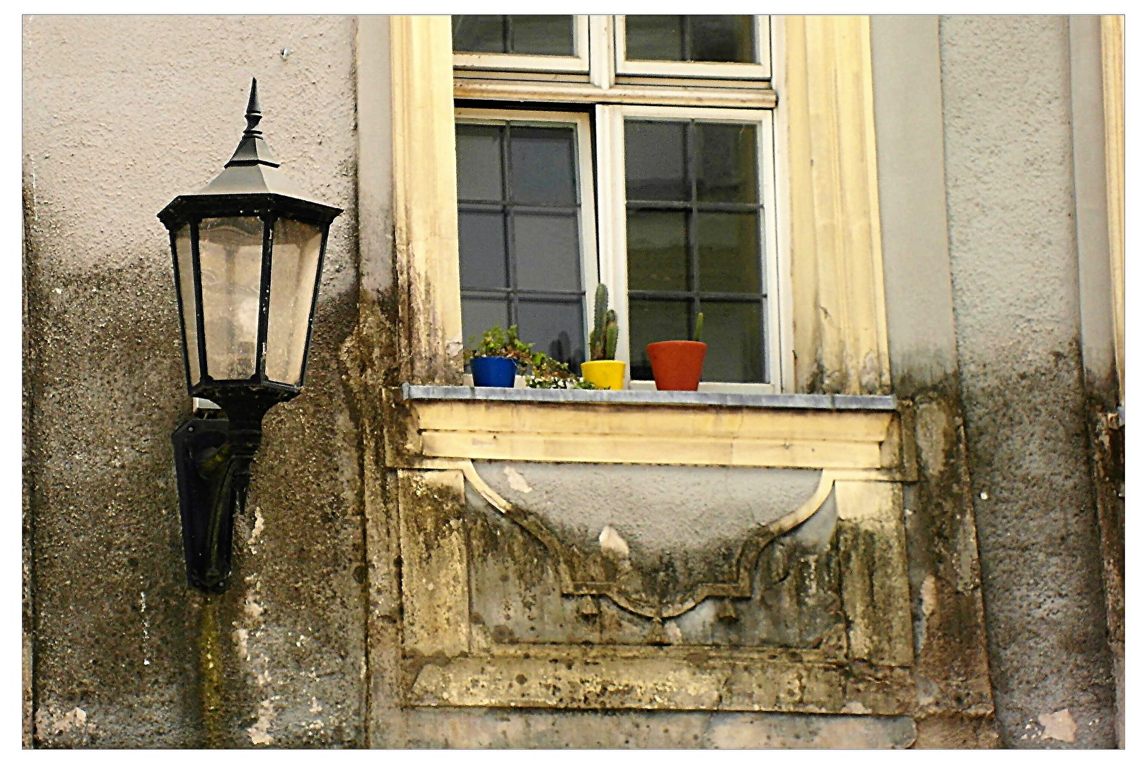 Mein kleiner grüner Kaktus...