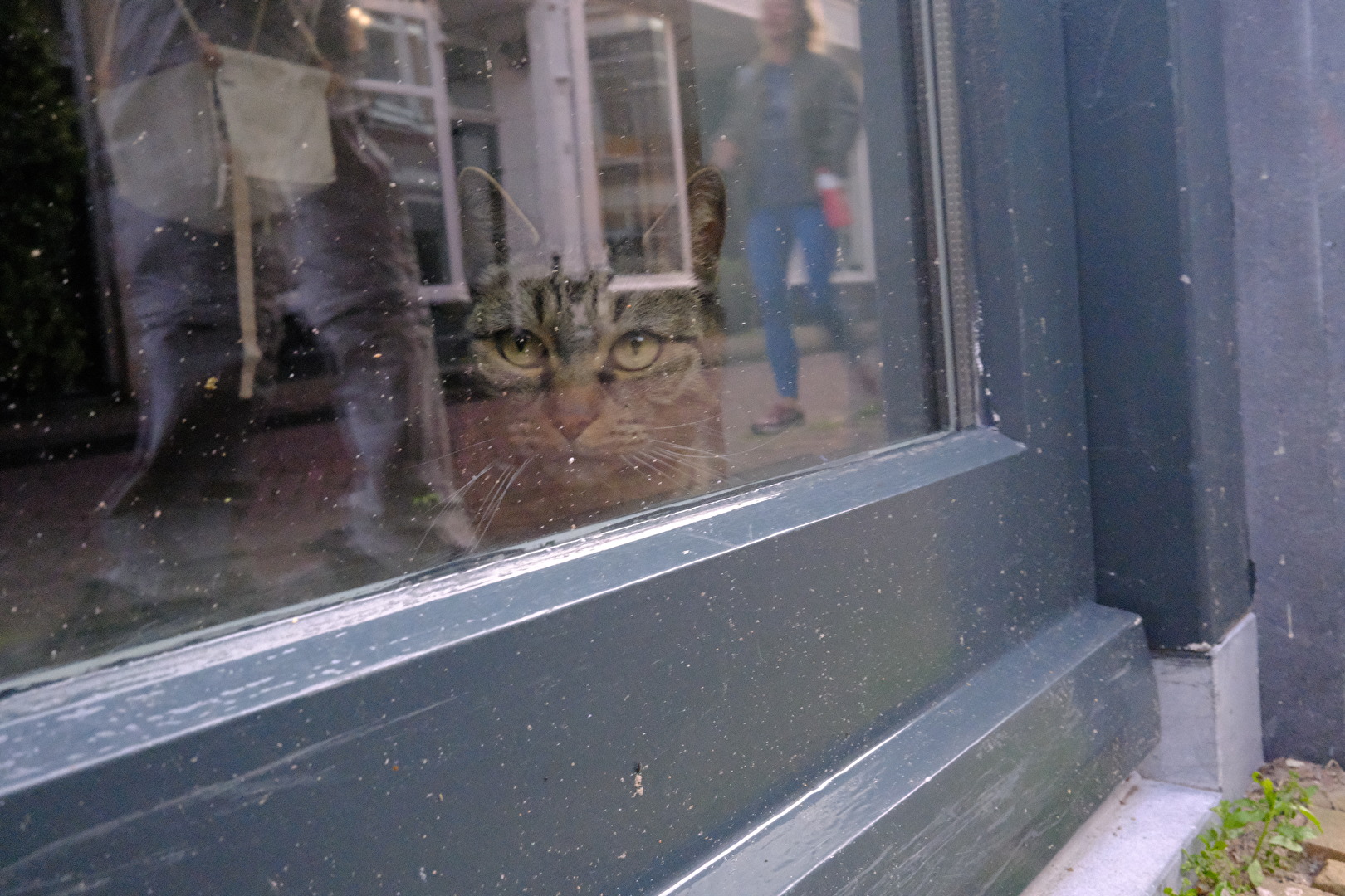 Verschwommen die Fußgänger, wachsam die Katze