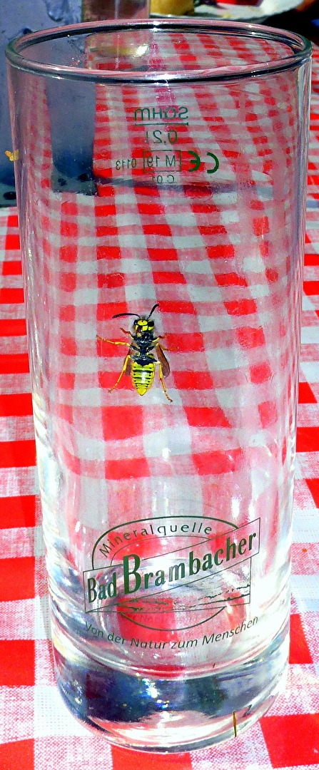 Wespe im Trinkglas.