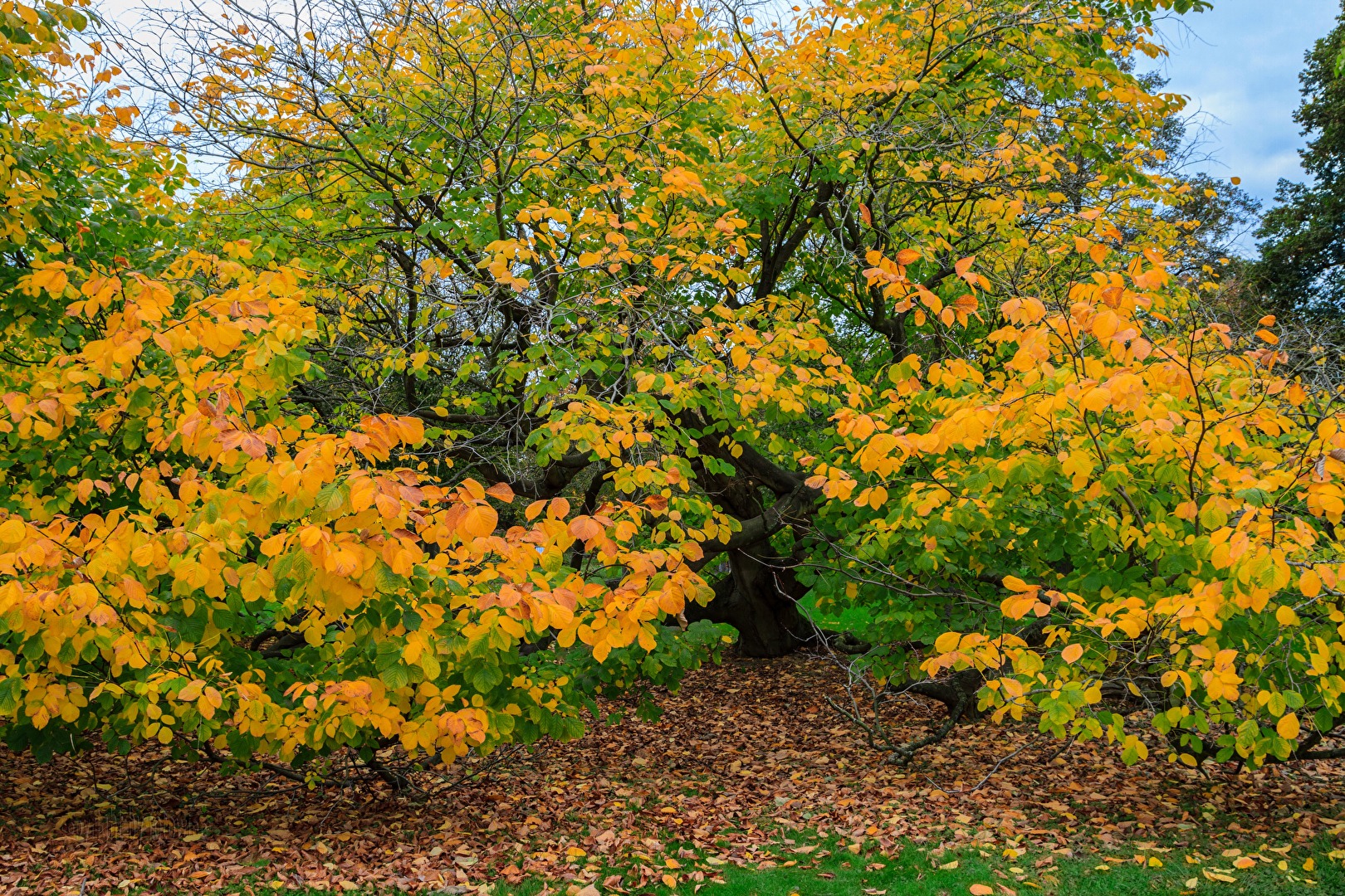 Hannover/Herrenhausen - Berggarten im Herbst - amerik. Gelbholz