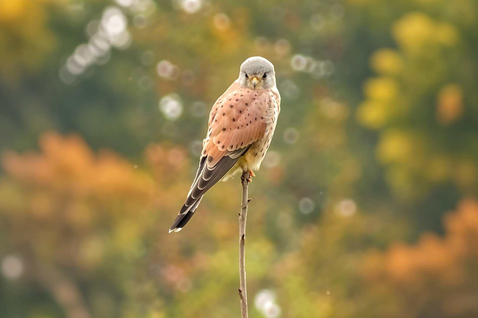 Ein Falke in farblicher Harmonie mit den herbstlichen Farben
