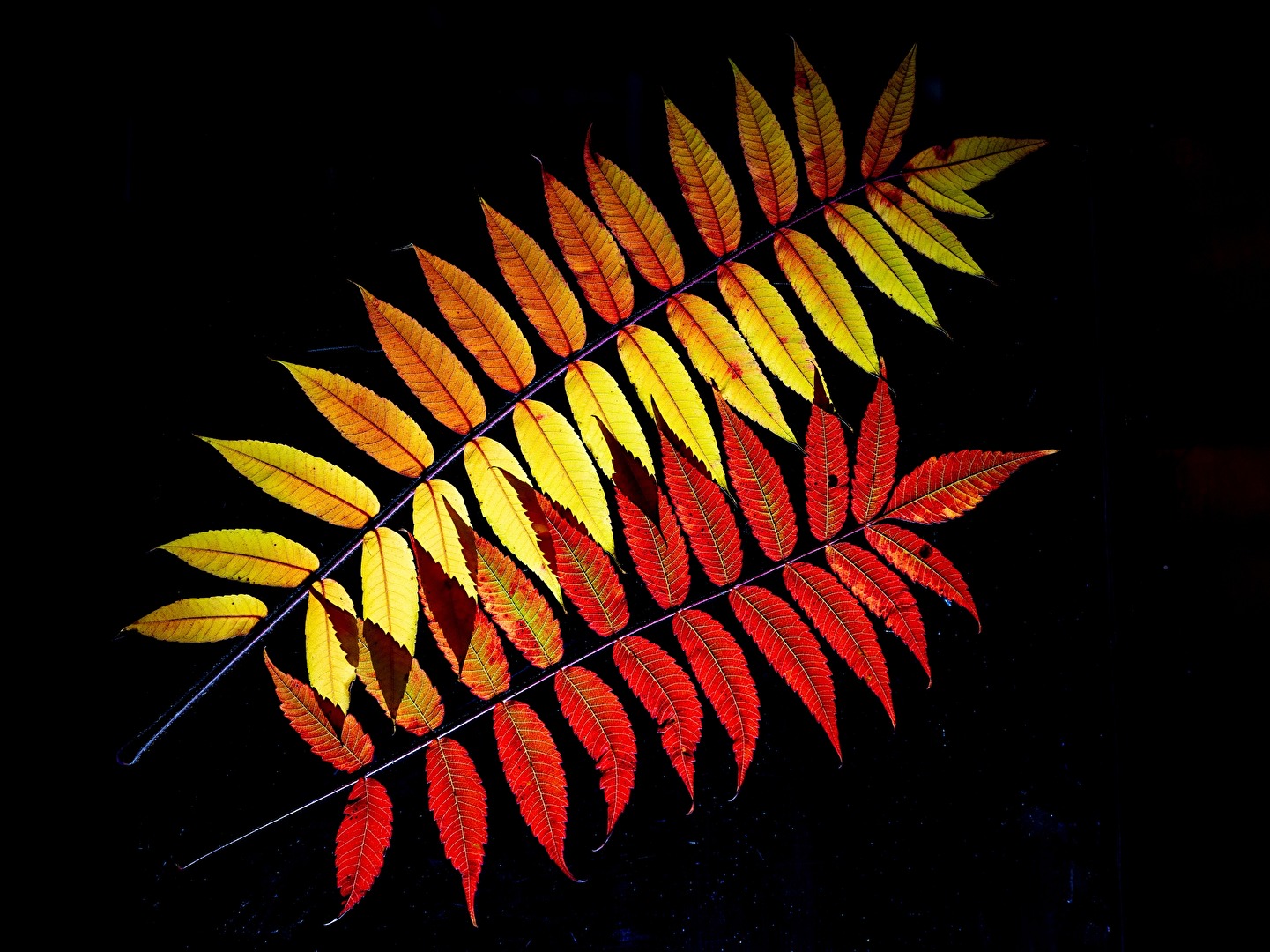 Essigbaum farbenfroh