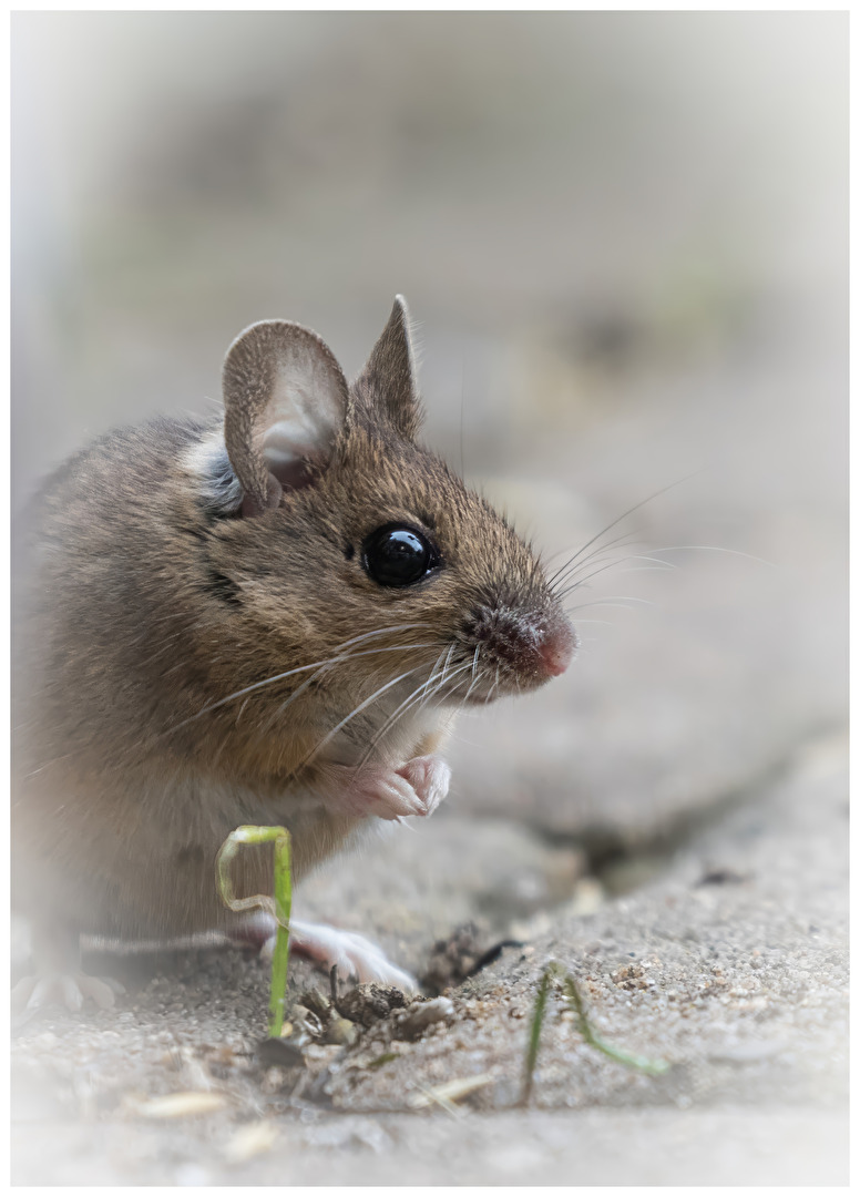 Unsere Hausmaus