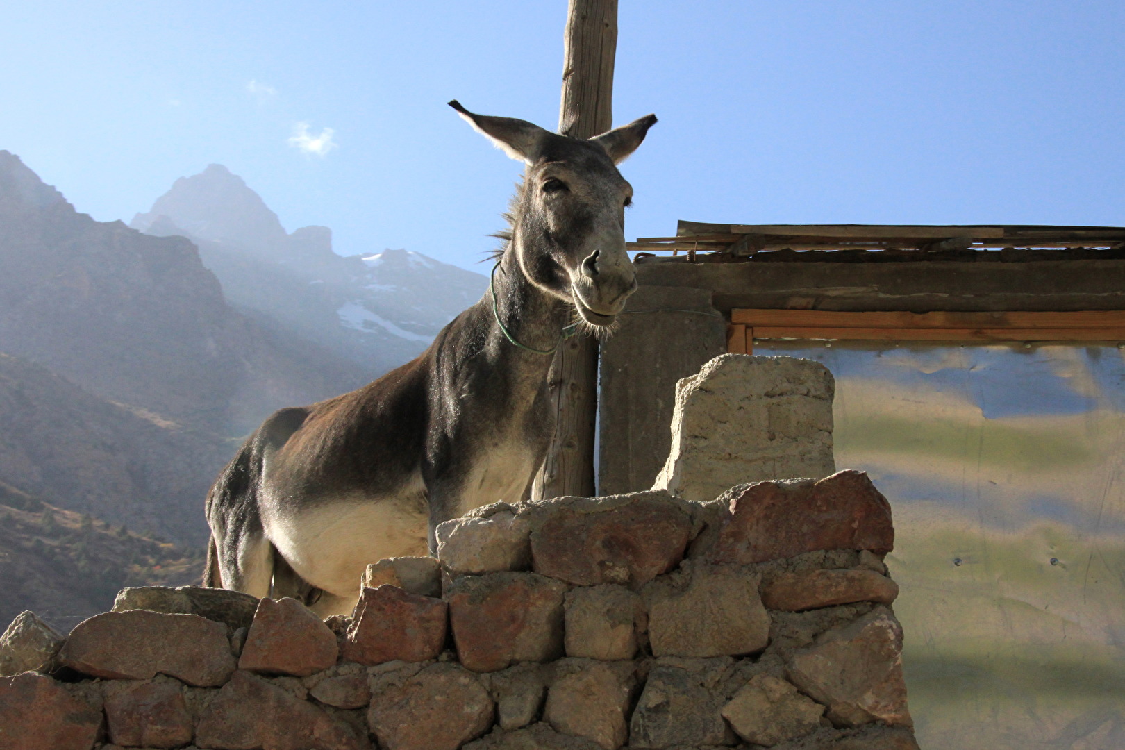 Auch als Esel: Immer den Überblick behalten!