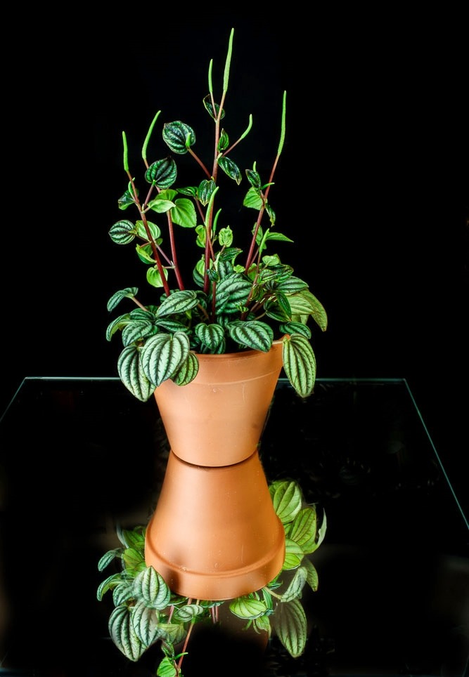 Peperomia caperata (Smaragd - Peperomie)
