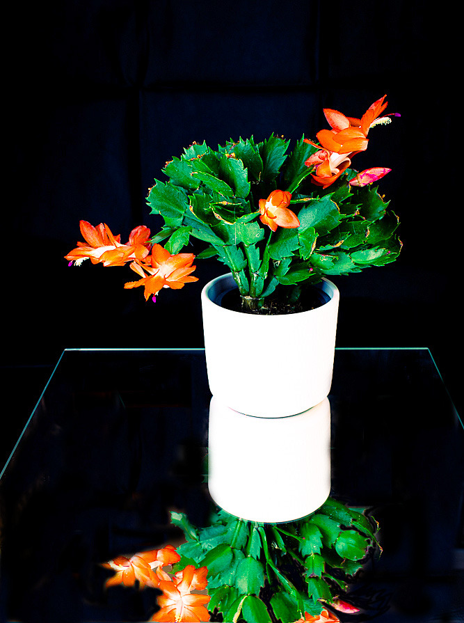 Schlumbergera truncata