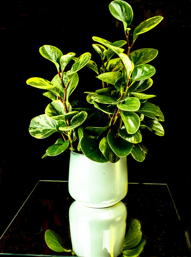 Peperomia obtusifolia "Marble"