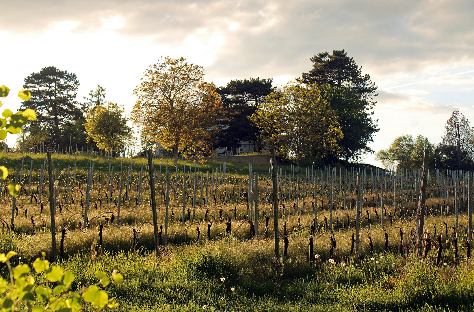 Kleiner Weinberg in der Abendsonne