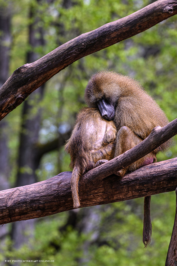 Tiergarten Nürnberg
