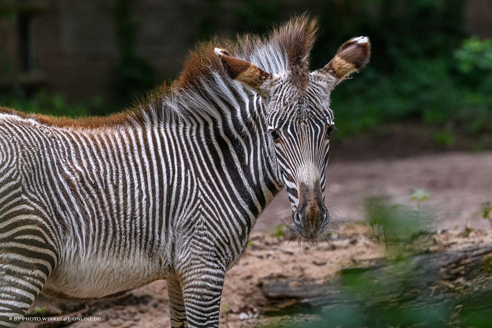Tiergarten Nürnberg
