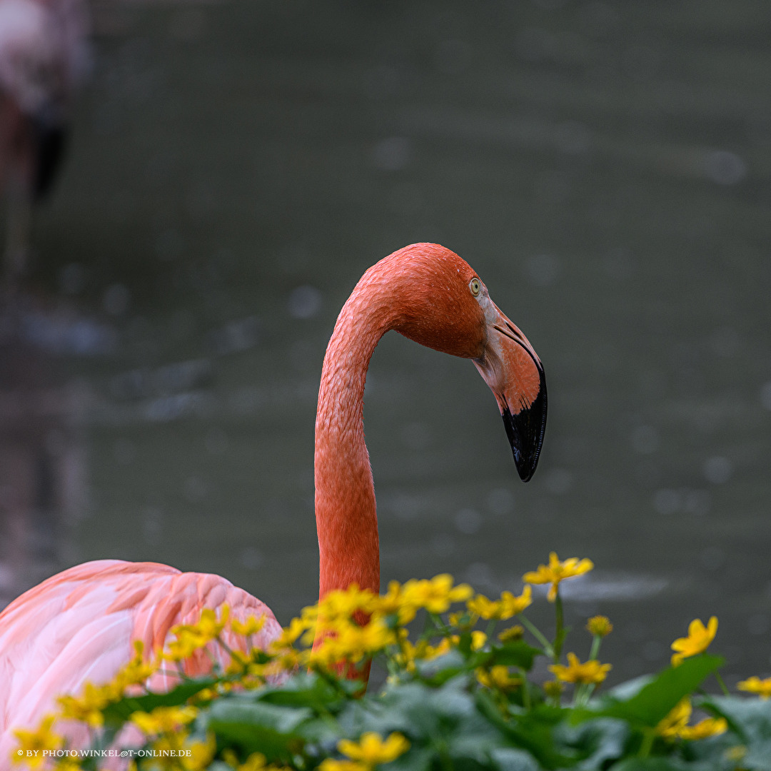 Tiergarten Nürnberg