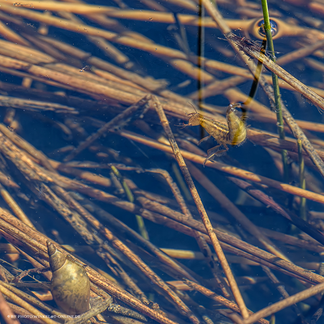 Allerlei Wasser-Getier