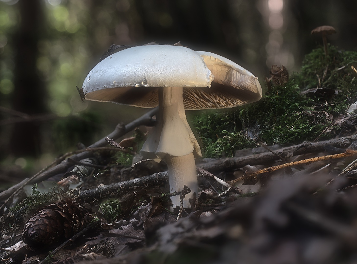 Agaricus silvicola