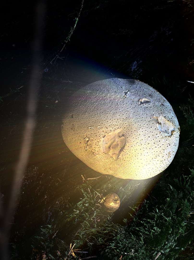 Nadelwald-UFO
