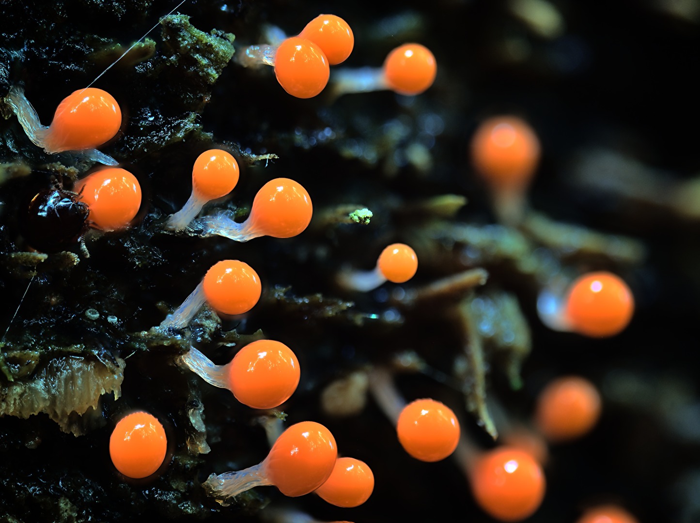 Trichia decipiens