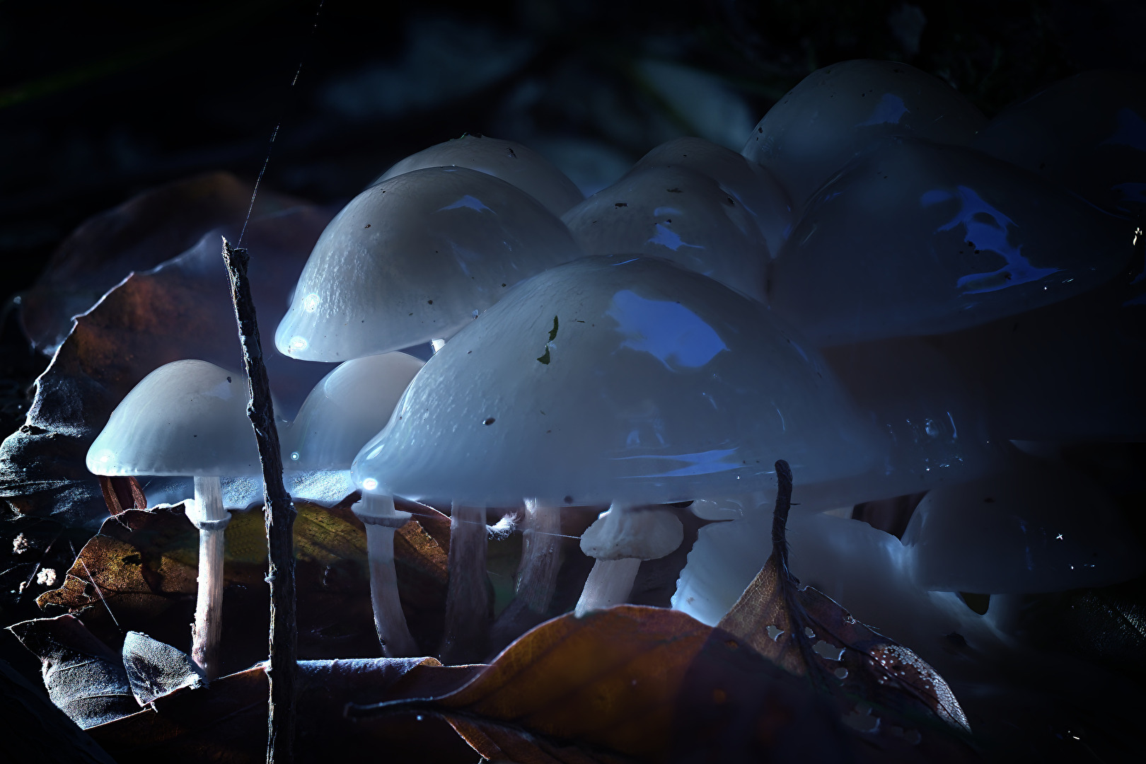Blaue Stunde im Pilzwald