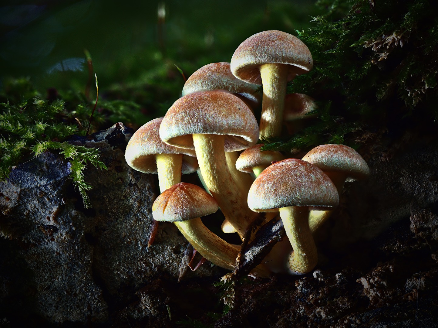 #Pilze - Grünblättriger Schwefelkopf