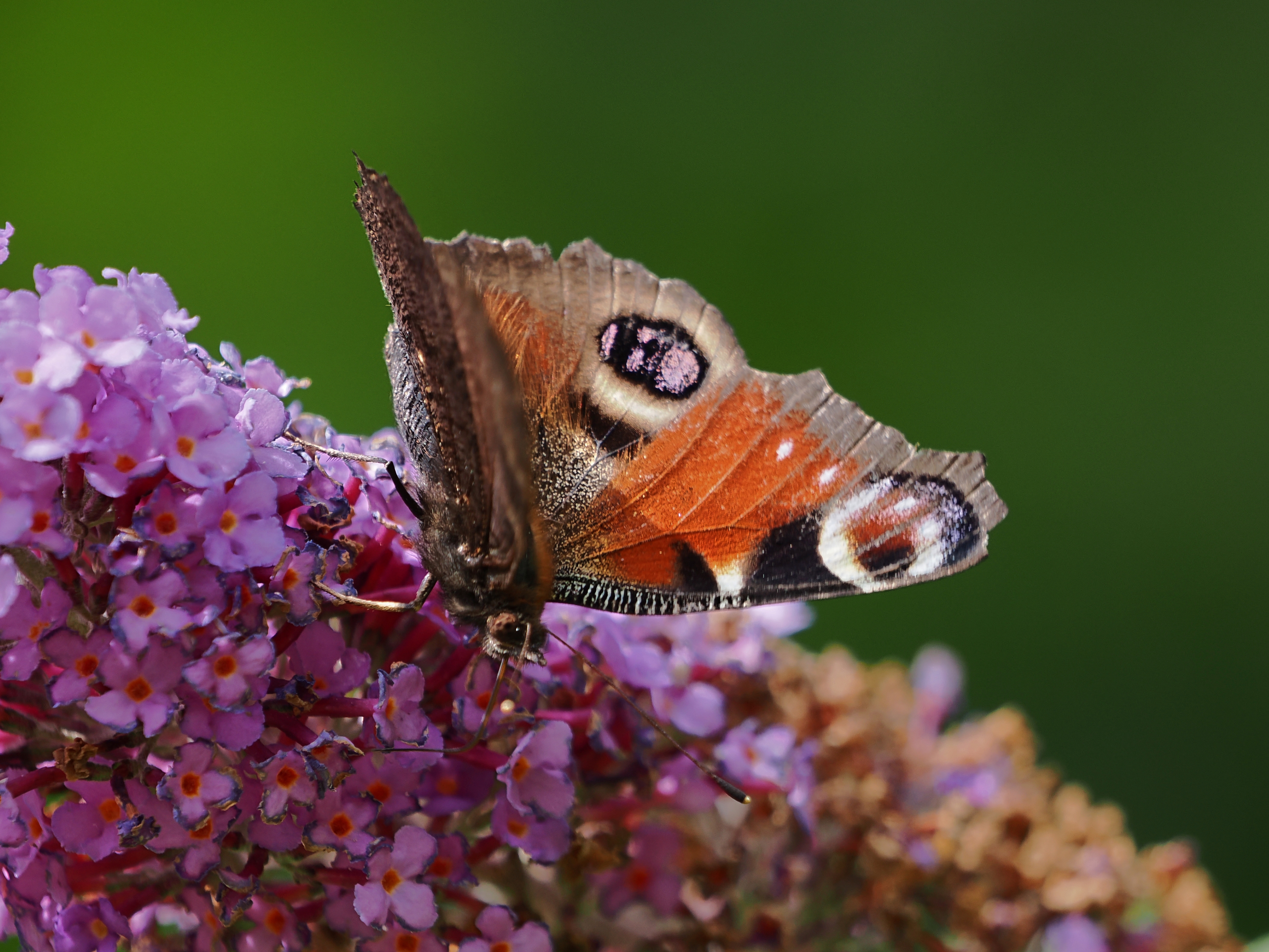 Raststätte und Futterstelle Buddleja davidii (2)