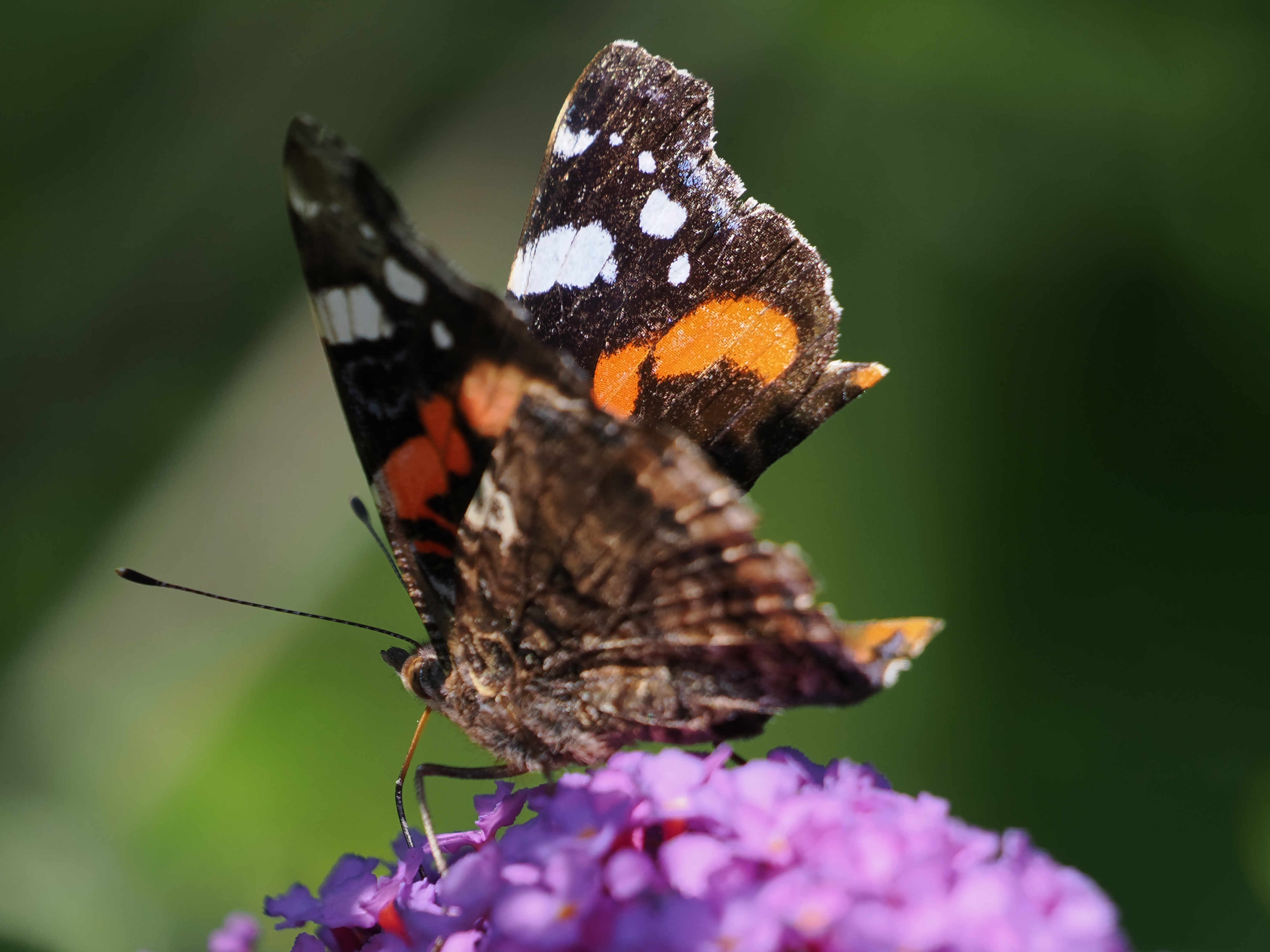 altgedienter Admiral