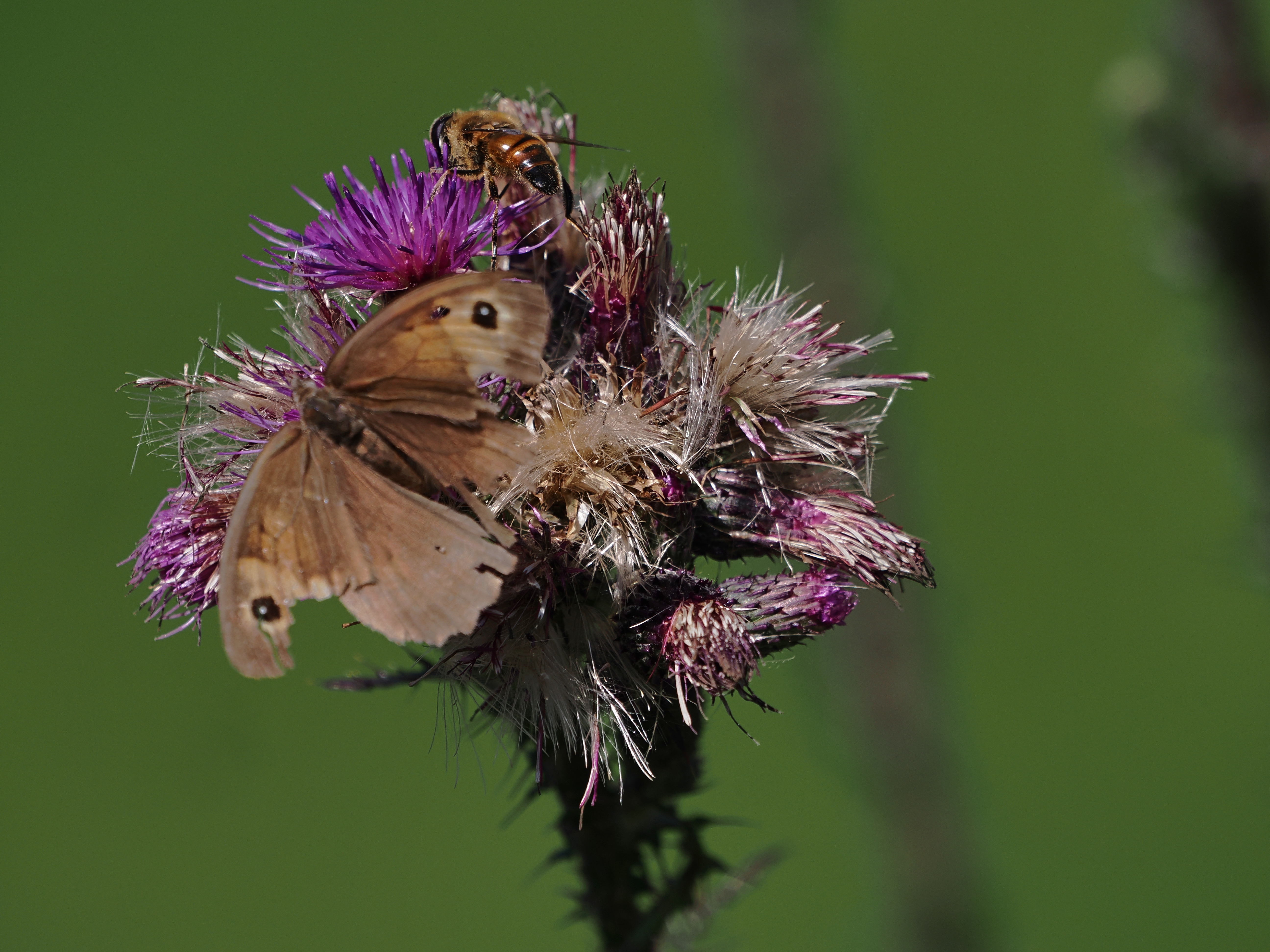 Begegnung an der Distel
