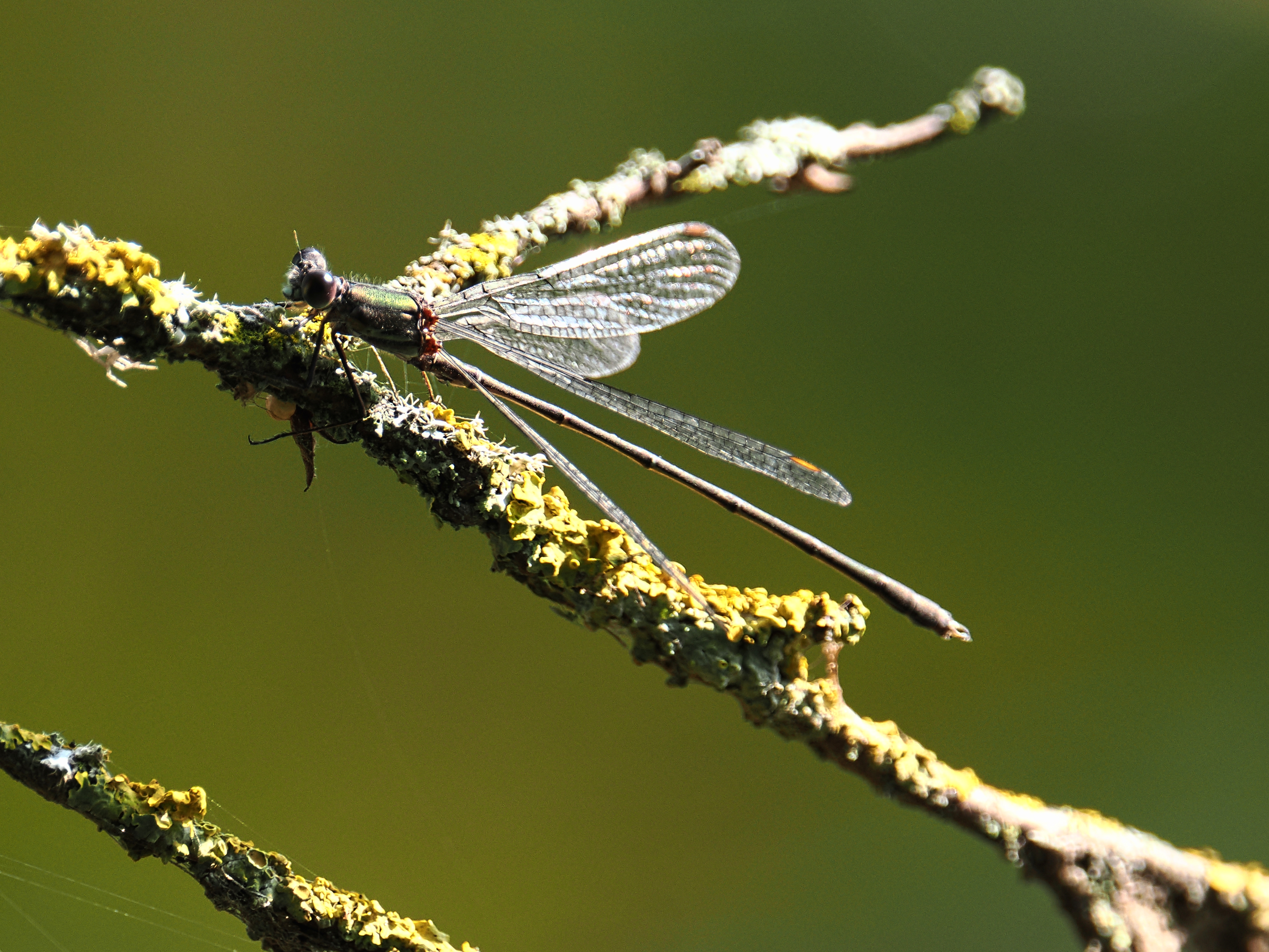 Makro - Chalcolestes viridis (Westliche Weidenjungfer)