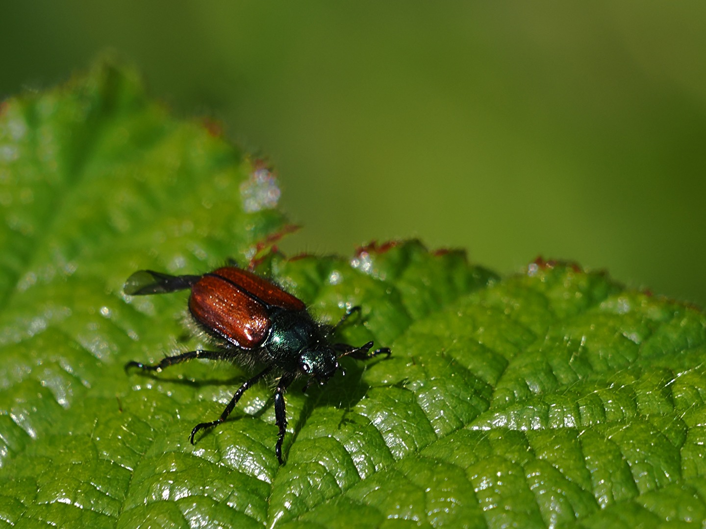 Petit coléoptère du jardin