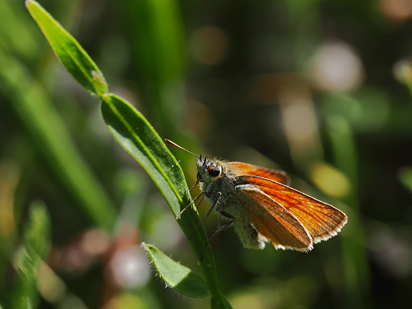 Thymelicus sylvestris