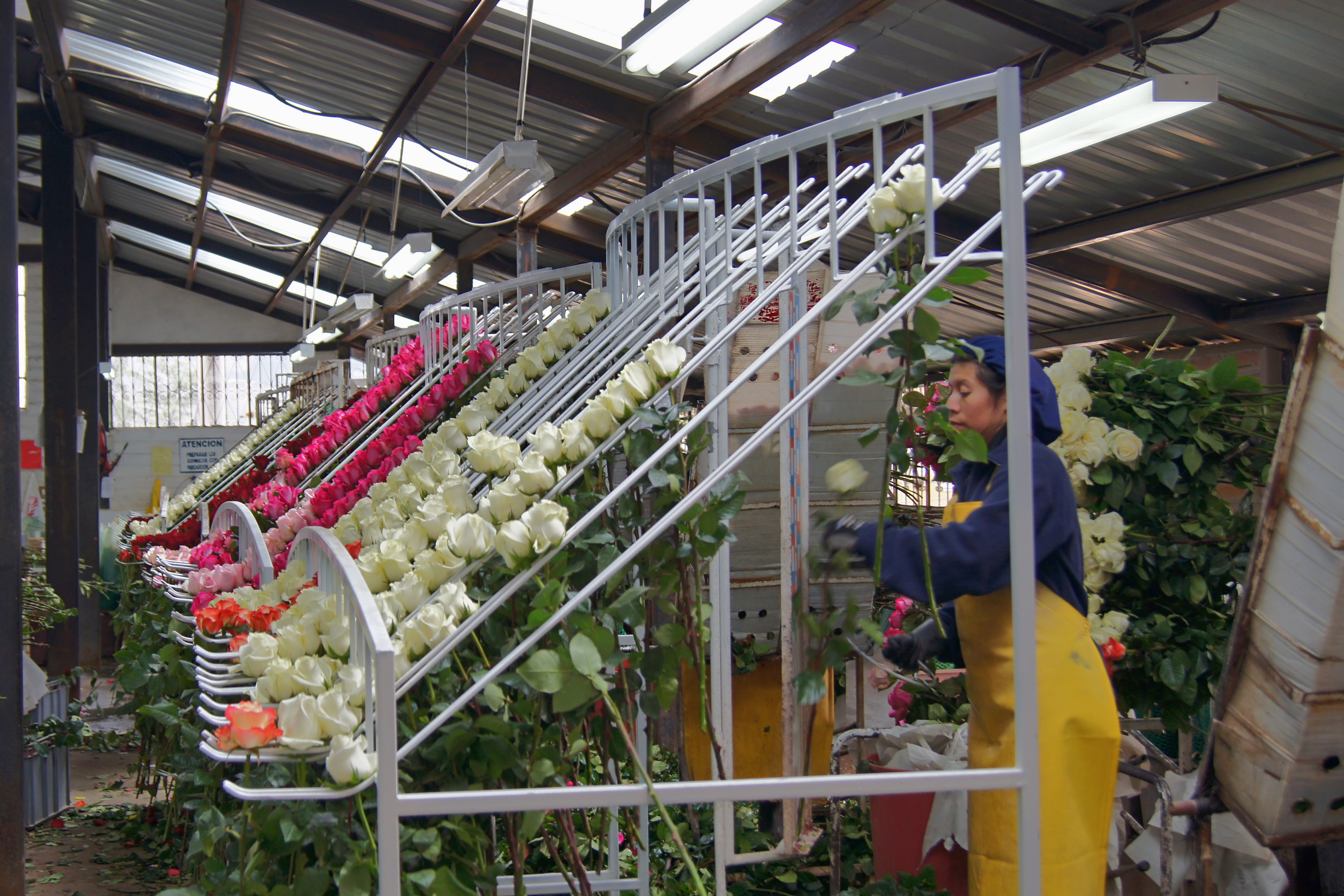 Rose - "Rosenfabrik" in Ecuador