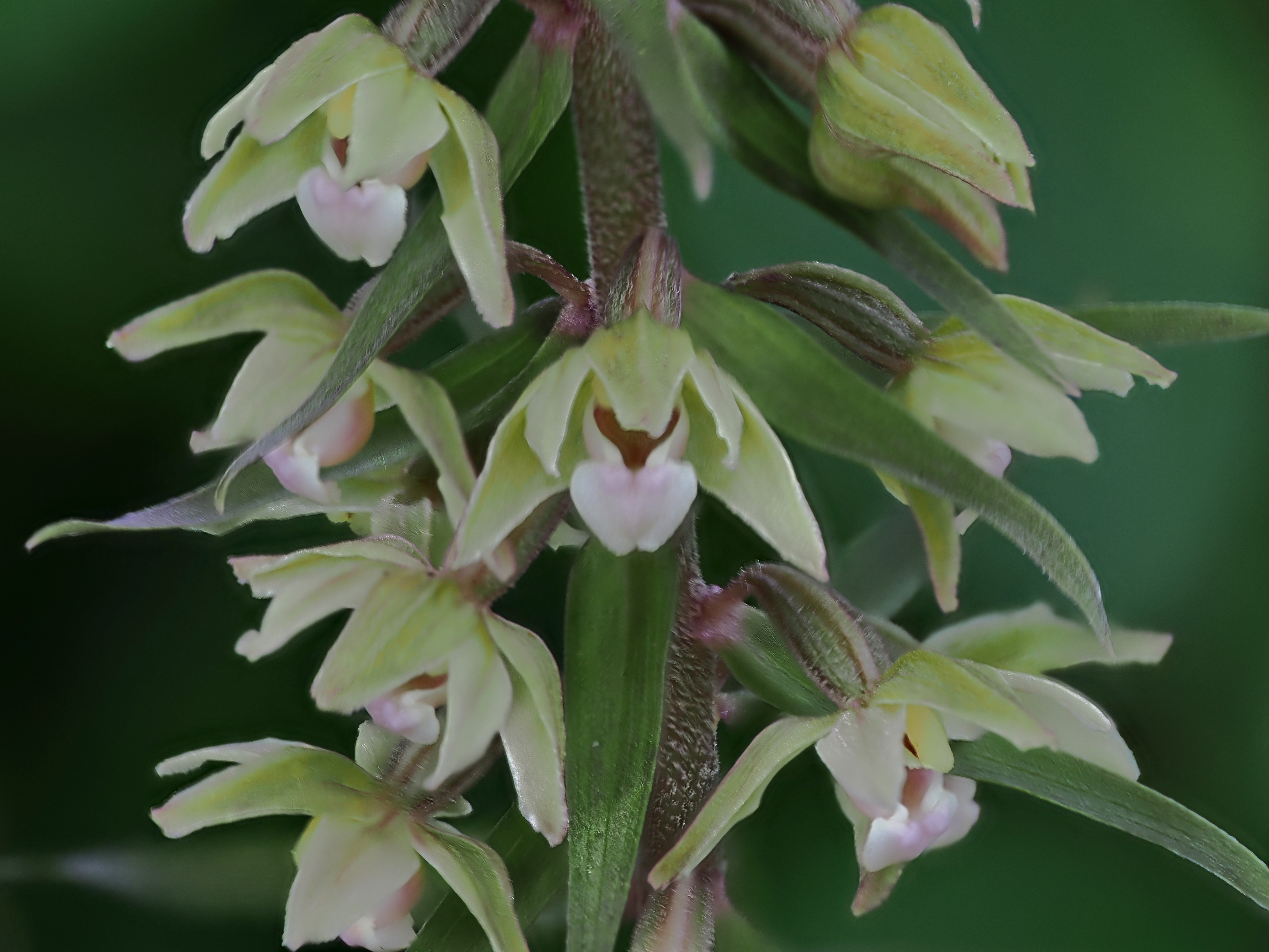 Violette Stendelwurz