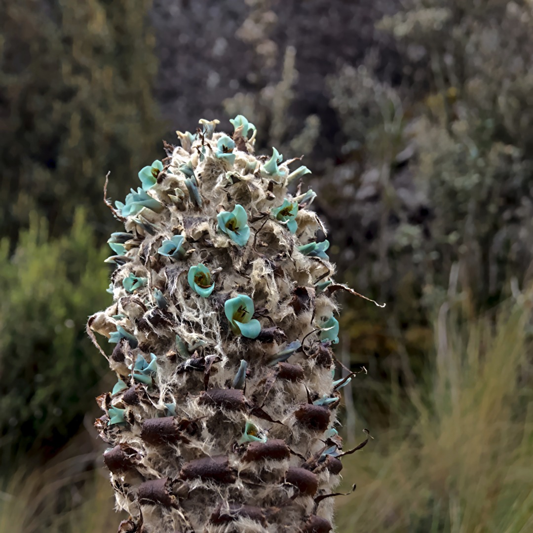 Puya clava-herculis