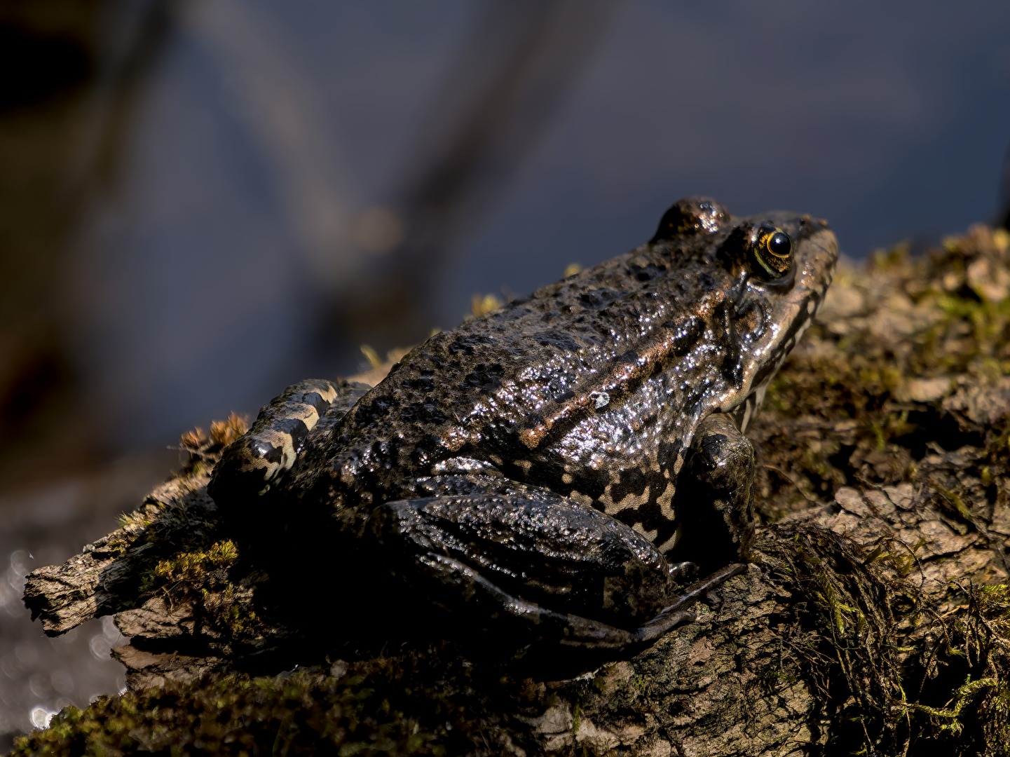 Baßbariton im großen Chor