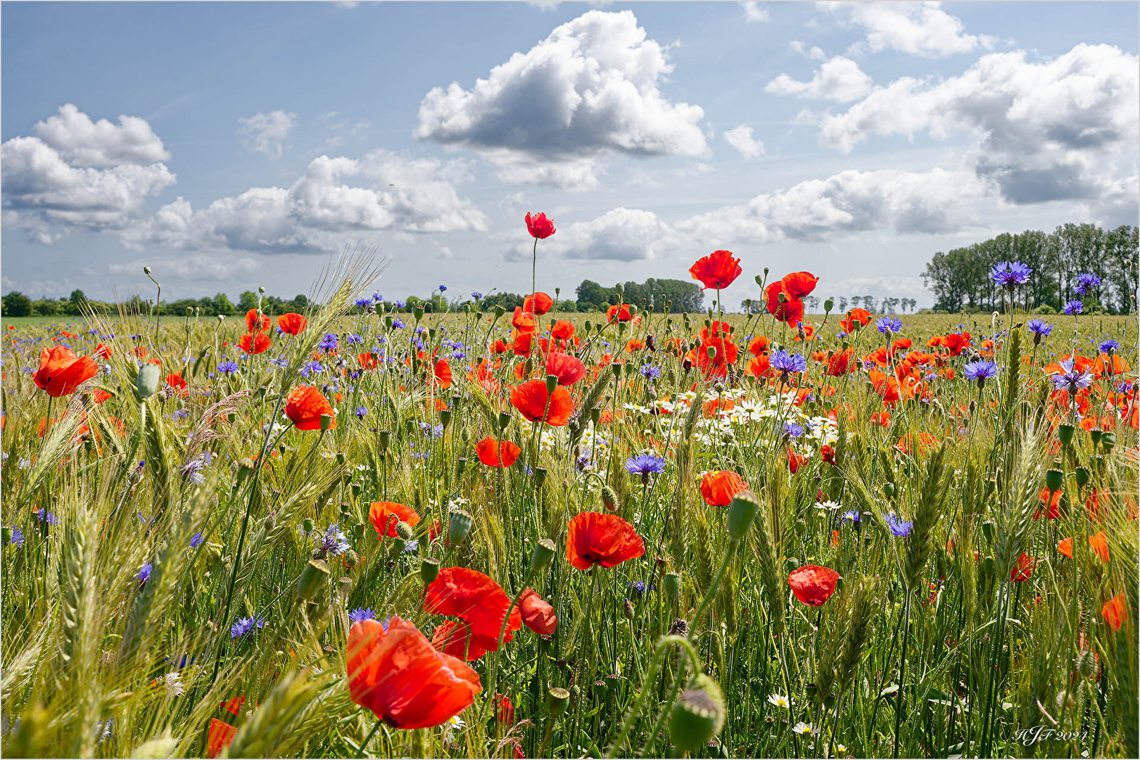 Mohn- und Kornblumen