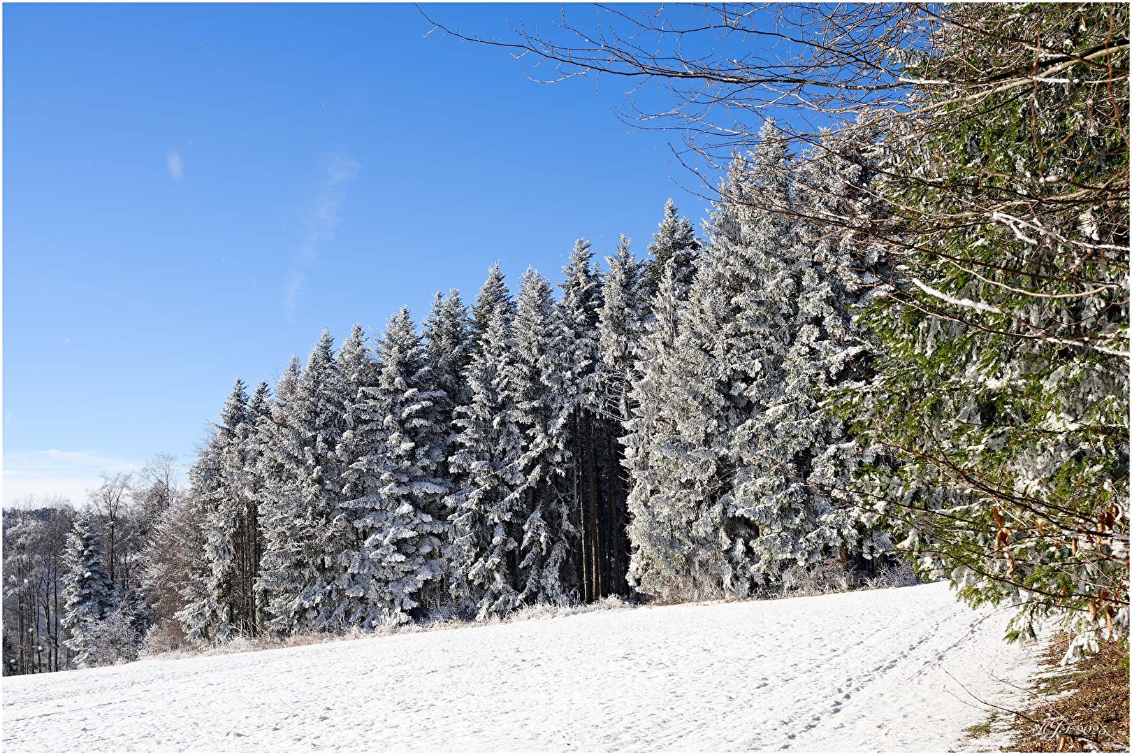 #Winterwald - Bannholz