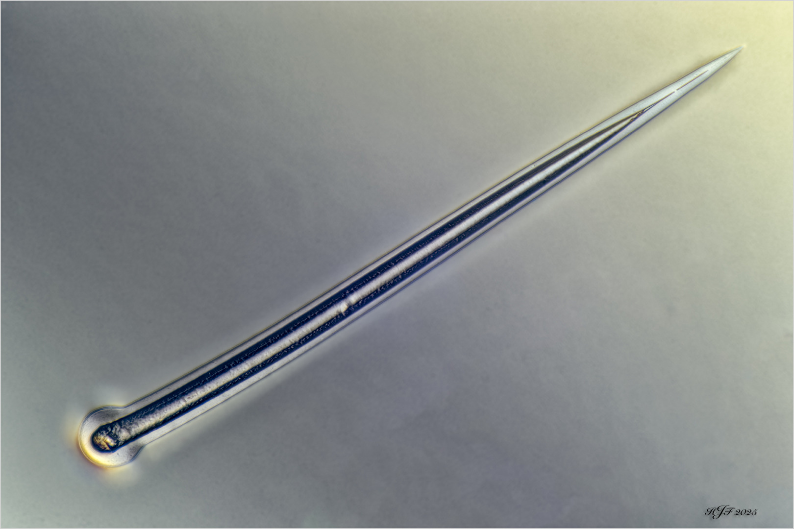 Spicula aus Kamischev 2