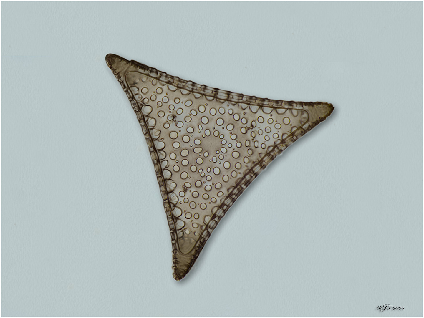 Kieselalge Trinacria