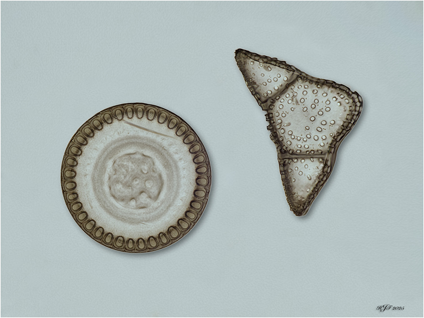 Kieselalgen - Melosira und Triceratium